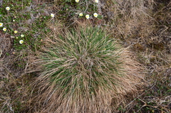Carex lugens