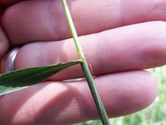 Polypogon interruptus