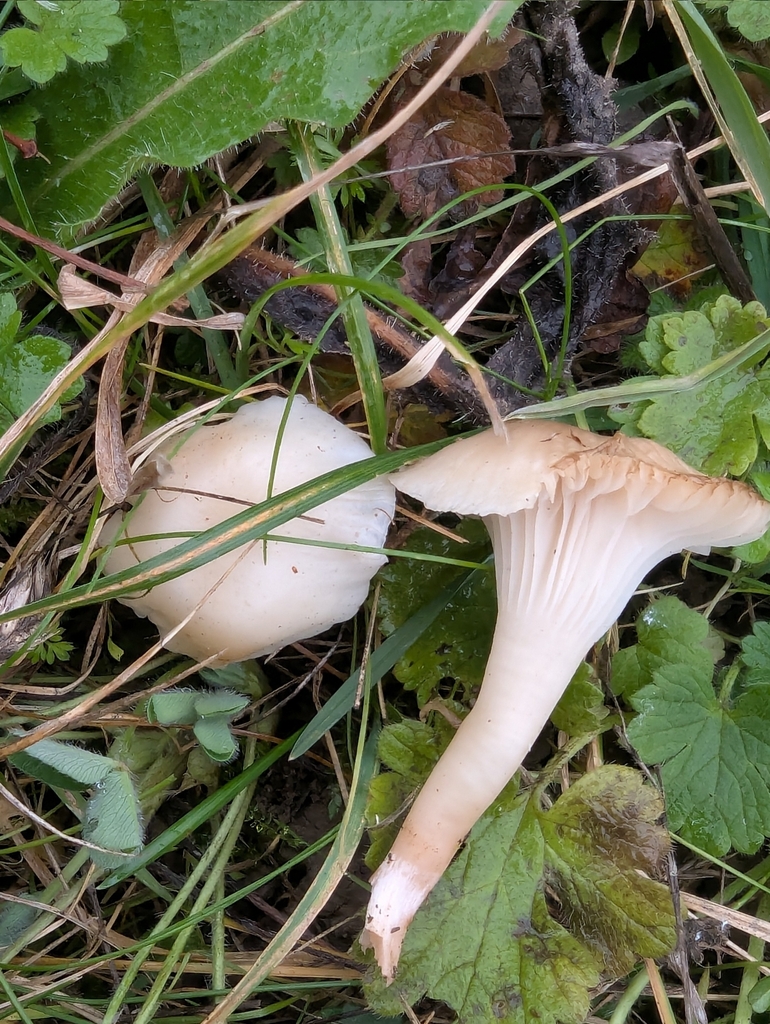 Cuphophyllus virgineus · November 2025 · photo: © pilmar (iNaturalist, cc0)