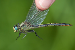 Arigomphus cornutus