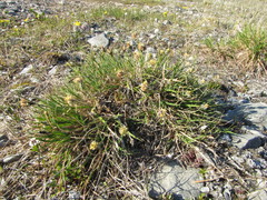 Carex lugens