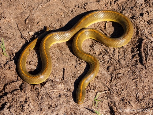 Photo of a Aurora House Snake (Lamprophis aurora)