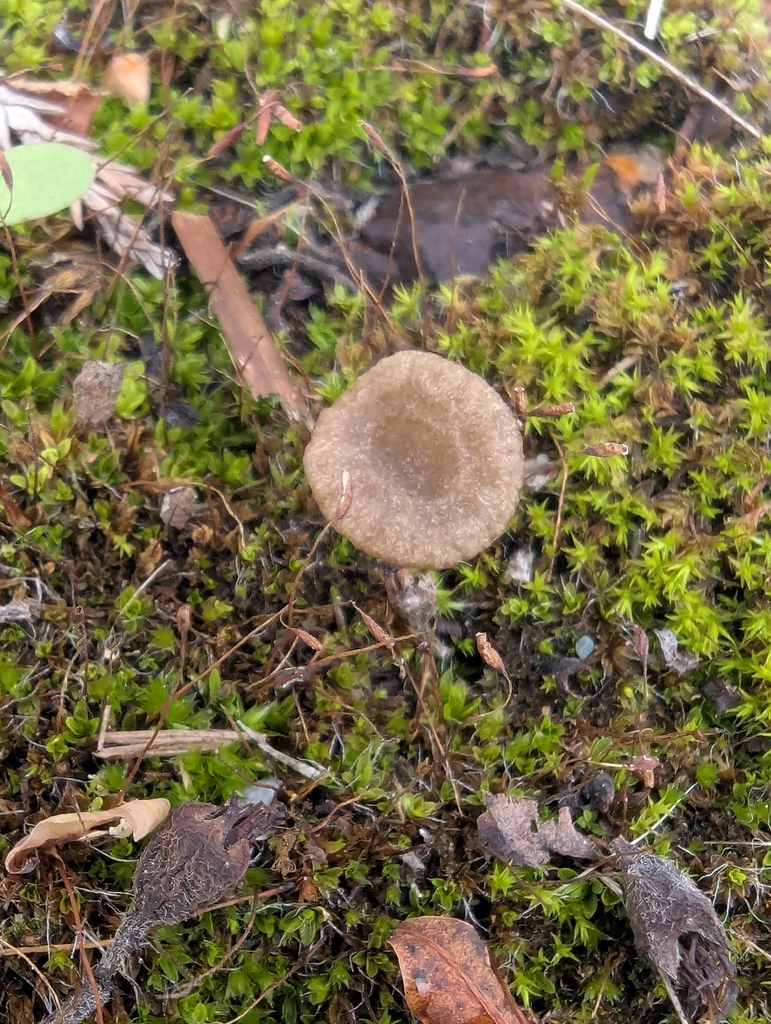 Arrhenia rickenii · November 2025 · photo: © pilmar (iNaturalist, cc0)