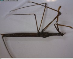 Ranatra quadridentata