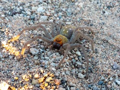 Palystella sexmaculata