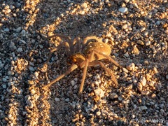 Palystella sexmaculata