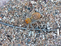 Palystella sexmaculata