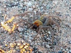 Palystella sexmaculata