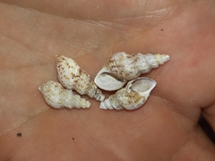 Plotiopsis balonnensis