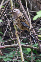 Barred Laughingthrush photo 2