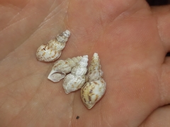 Plotiopsis balonnensis