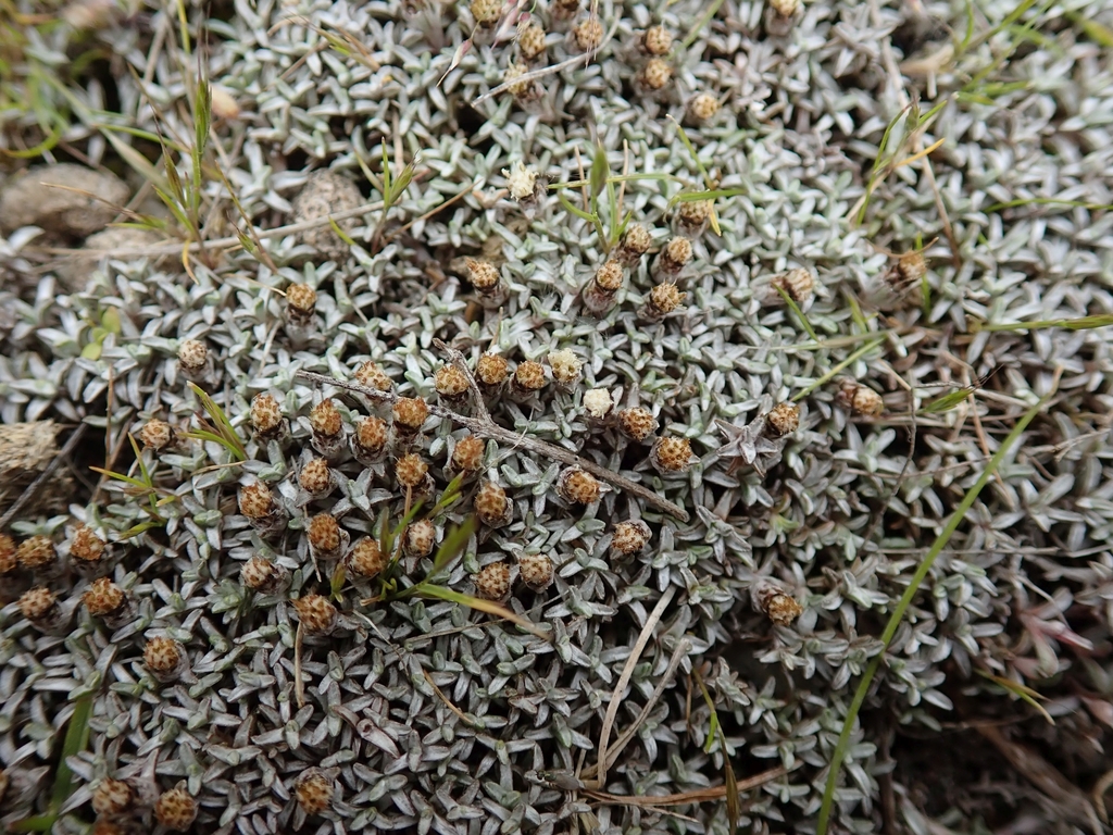 Raoulia tenuicaulis from Chapman Road Scientific Reserve, Earnscleugh