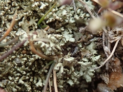 Xanthoparmelia molliuscula