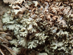 Xanthoparmelia molliuscula