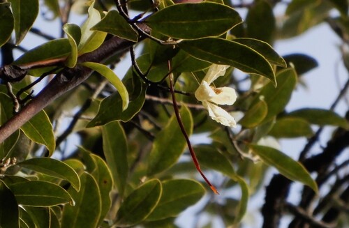 Magnolia nilagirica observed 2025-11-10