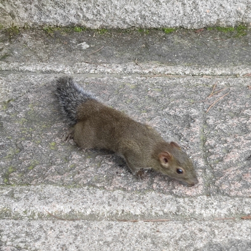 Perny's Long-nosed Squirrel