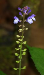 Scutellaria violacea