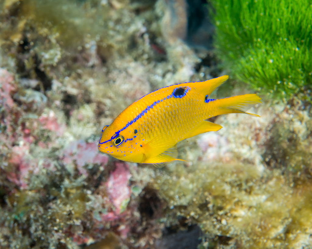 Multispine Damselfish