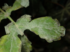 Erysiphe macleayae