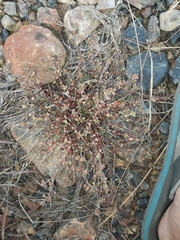 Glinus oppositifolius