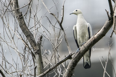 Pied Imperial Pigeon photo 4