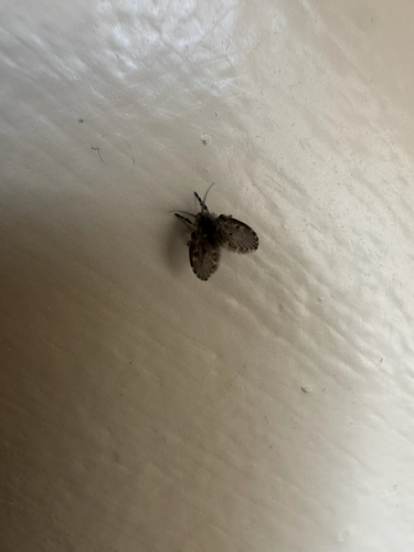 Unknown species found near Three Oaks Dr, Northfield, MN, US