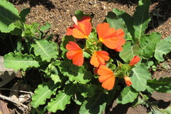 Crossandra