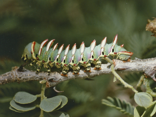 Eastern Marbled Emperor