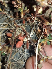 Glinus oppositifolius