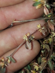 Glinus oppositifolius