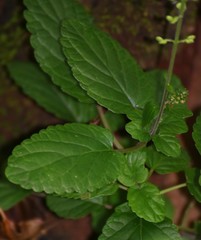 Scutellaria violacea