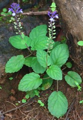 Scutellaria violacea