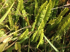 Nephrolepis flexuosa