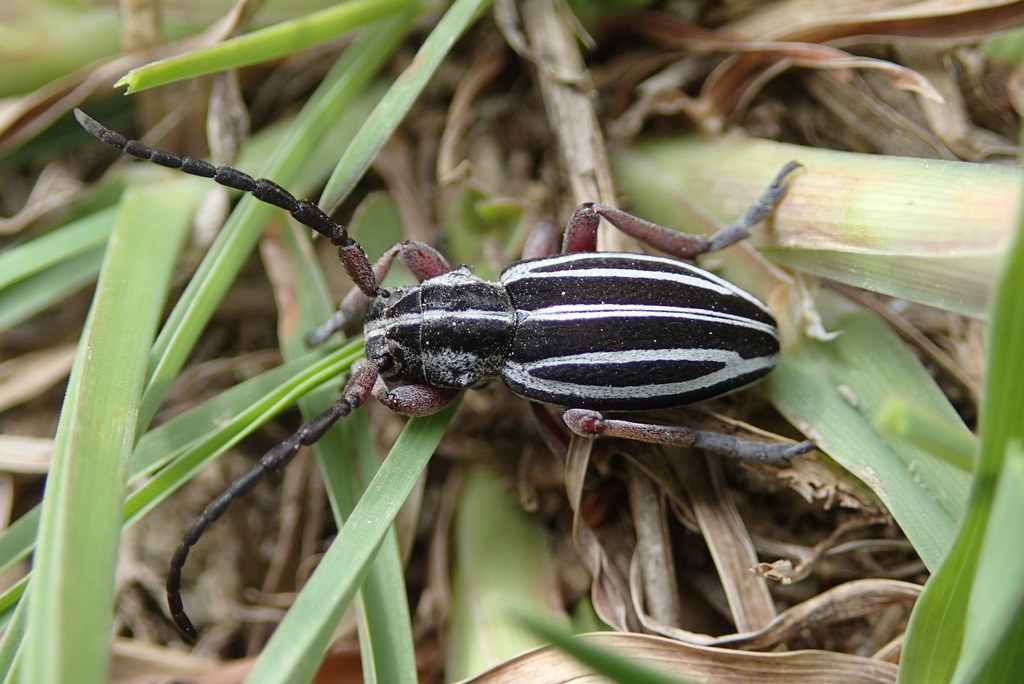 Dorcadion ossae