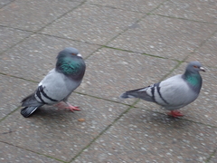 Columba livia domestica