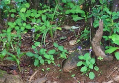 Scutellaria violacea