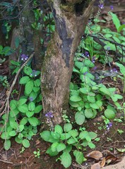 Scutellaria violacea