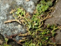 Herniaria glabra