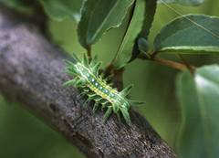 Coenobasis amoena