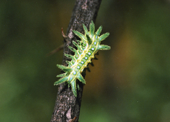 Coenobasis amoena