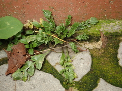 Capsella bursa-pastoris