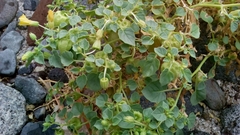 Physalis crassifolia infundibularis