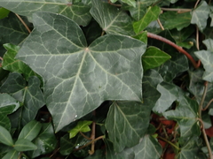 Hedera helix