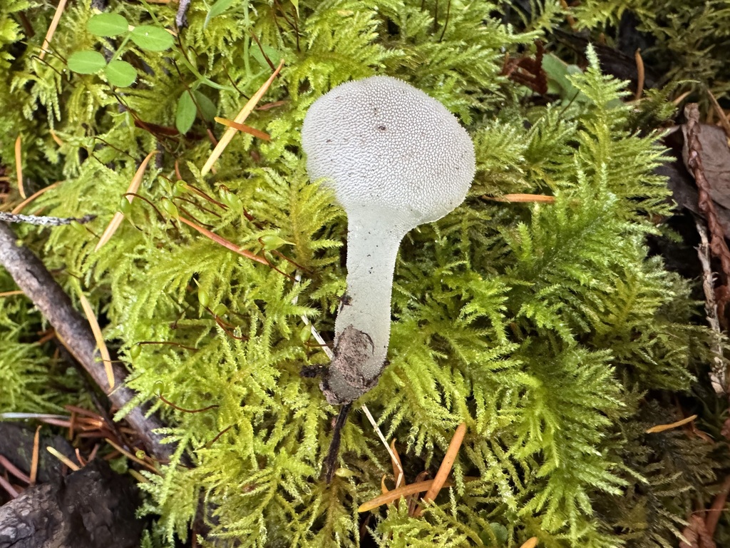Pseudohydnum gelatinosum · November 2025 · photo: © dpcmiller (iNaturalist, cc-by)