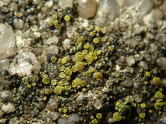 Candelariella vitellina