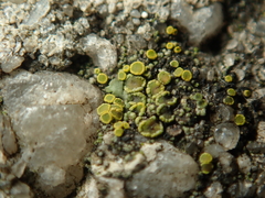 Candelariella vitellina