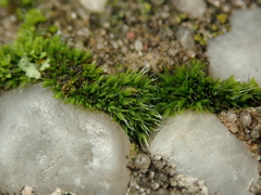 Grimmia pulvinata