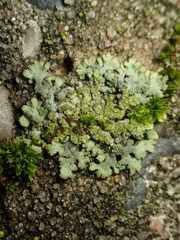 Phaeophyscia orbicularis