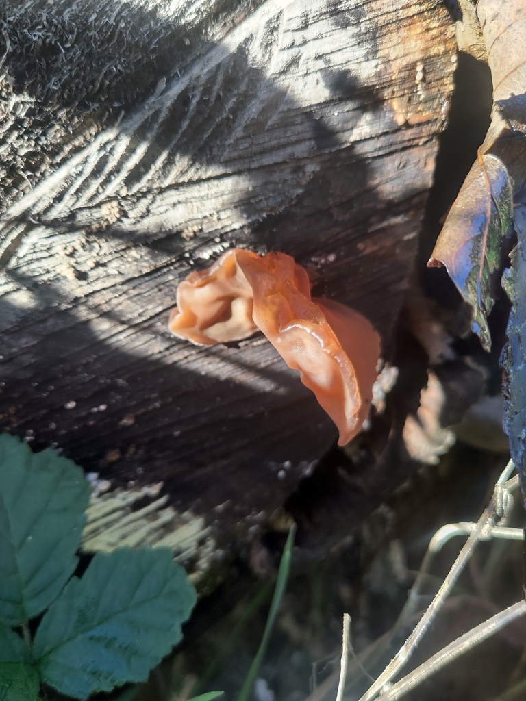 Auricularia auricula-judae · November 2025 · photo: © nenp_stbartsnewbury (iNaturalist, cc0)