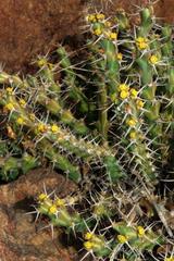 Euphorbia schinzii